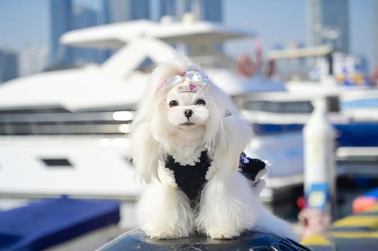 How to Tell If Your Dog Is Here to "Repay Your Kindness" or "Seek Revenge" - A Heartfelt Guide to Understanding Your Dog’s Behavior