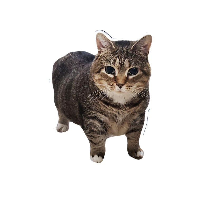 OIIAI Cat Meme Acrylic Desk Toy