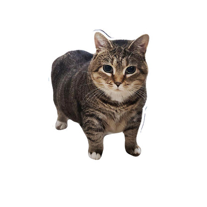 OIIAI Cat Meme Acrylic Desk Toy