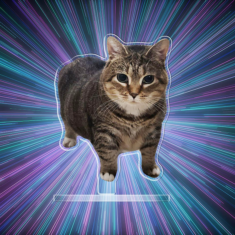 OIIAI Cat Meme Acrylic Desk Toy